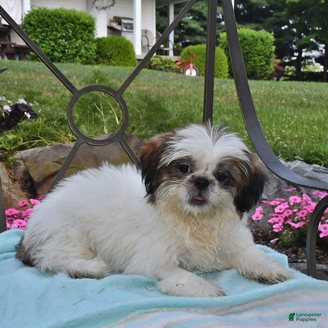 Shih Tzu dogs for sale: Spencer - Image 5