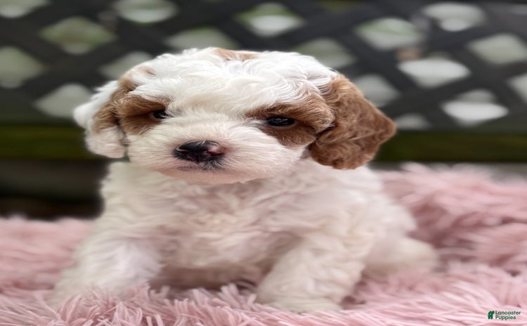 Cavapoo dogs for sale - Ad 4