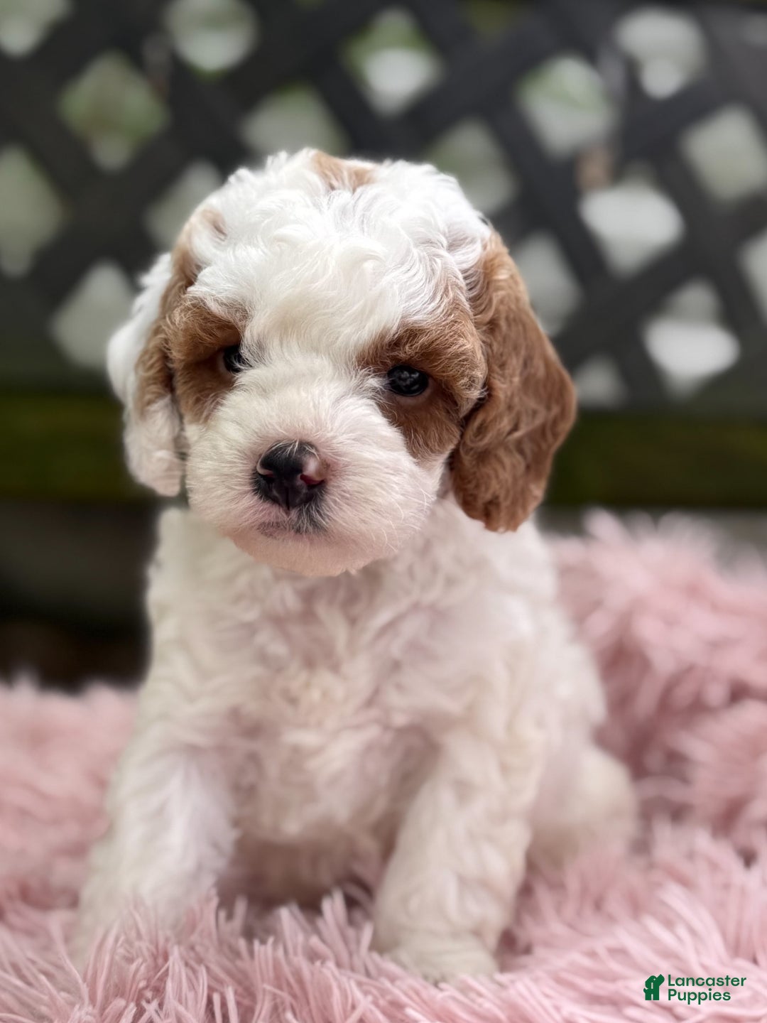 Cavapoo dogs for sale: Bianca - Image 1