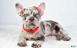 French Bulldog dogs for sale: Austin - Image 1