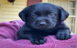 Labrador Retriever dogs for sale: Ruby - Image 4