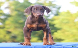 Doberman Pinscher dogs for sale: Rosie - Image 6