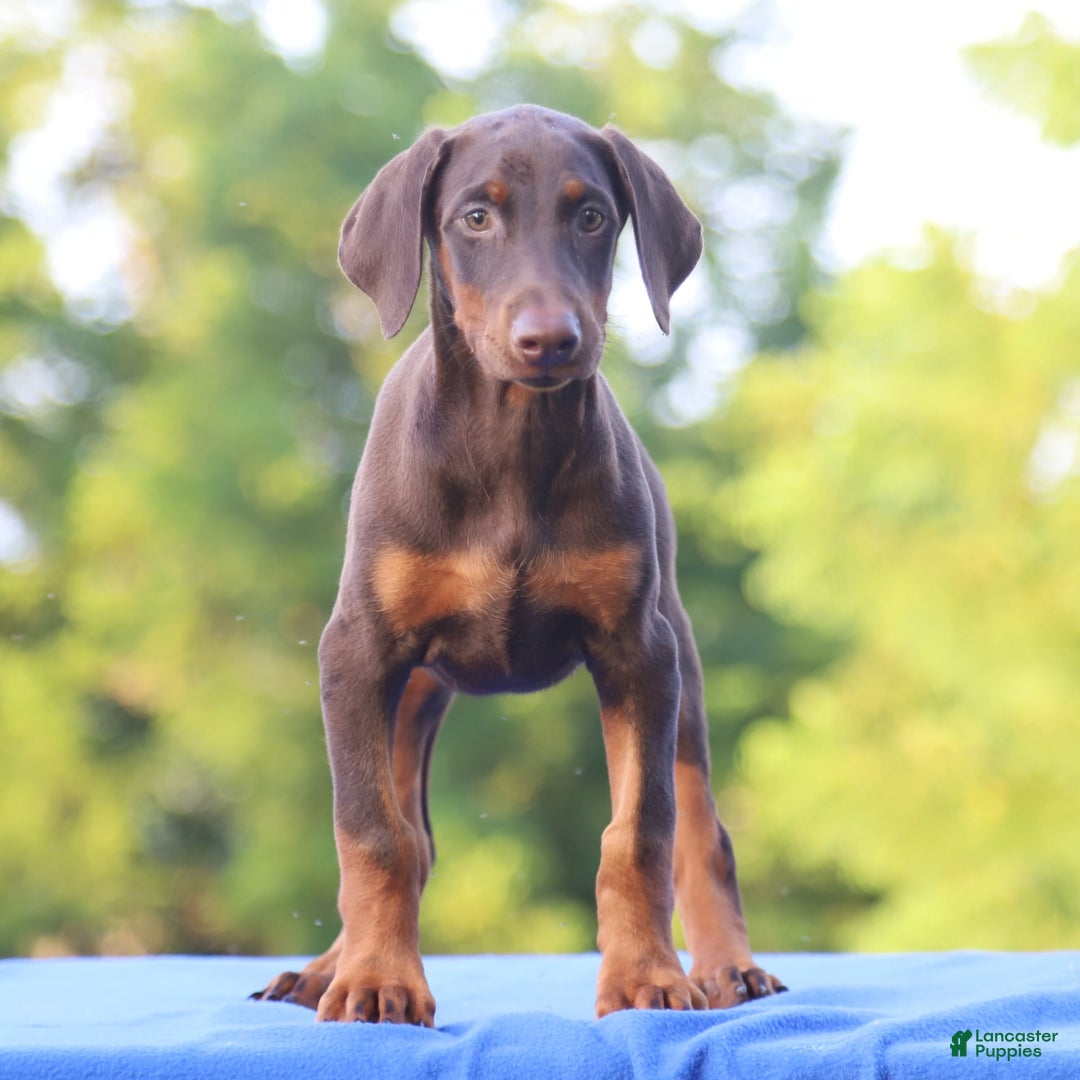 Doberman Pinscher dogs for sale: Rosie - Image 6