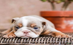 English Bulldog dogs for sale: Lexie - Image 14