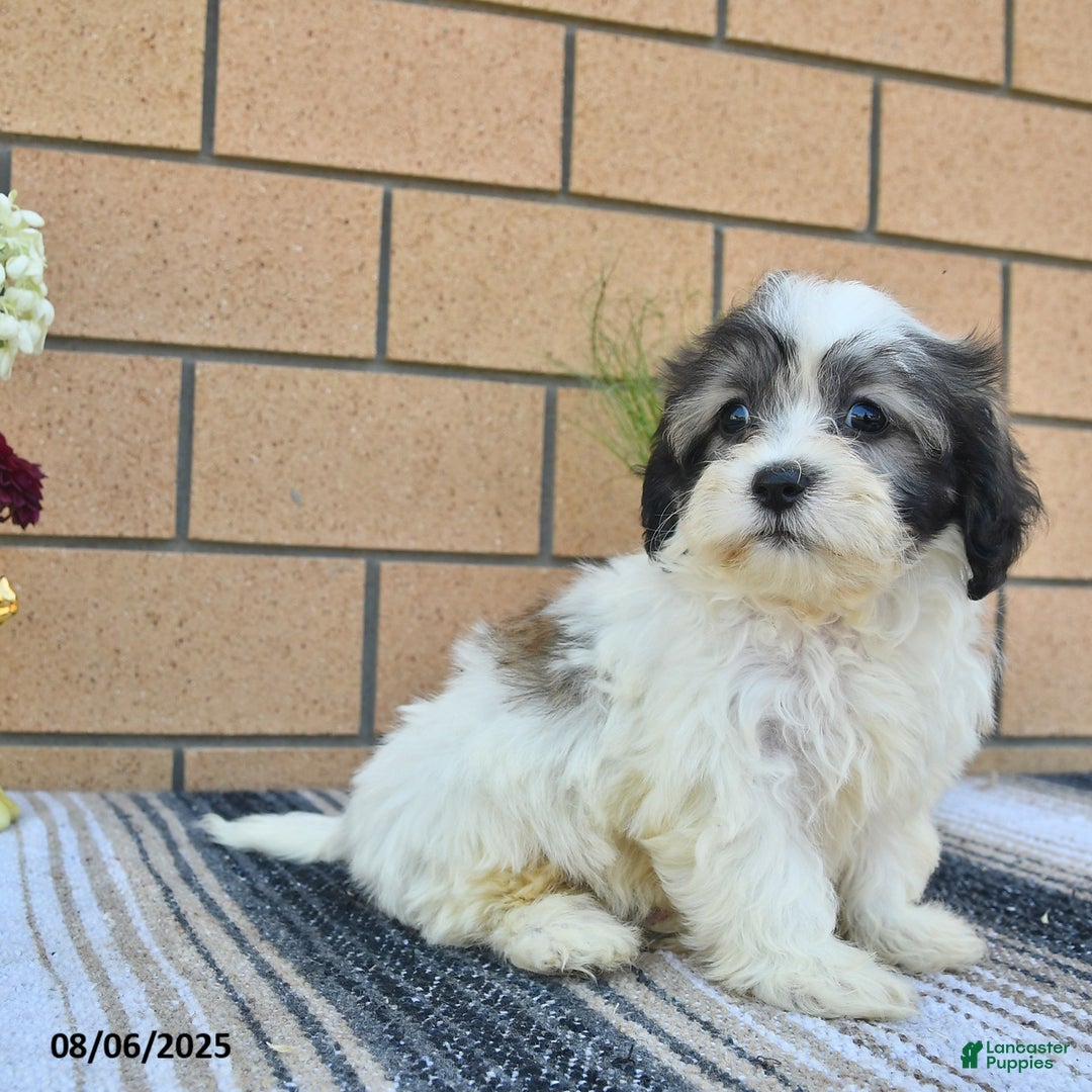 Teddy Bear dogs for sale: Foxy - Image 2