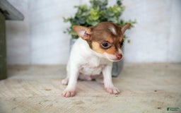 Toy Fox Terrier dogs for sale: Riley - Image 2