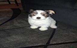 Yorkiepoo dogs for sale: Mocha - Image 4