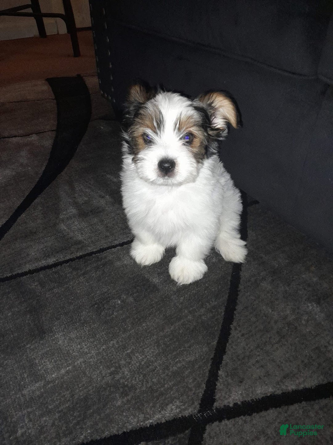 Yorkiepoo dogs for sale: Mocha - Image 4