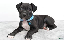 Boxer dogs for sale: Rexton - Image 3