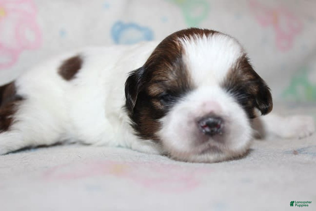 Shih Tzu dogs for sale: Anya Boy 4 - Image 3