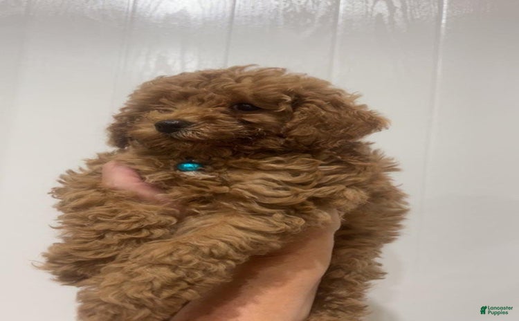 Toy Poodle dogs for sale - Ad 2