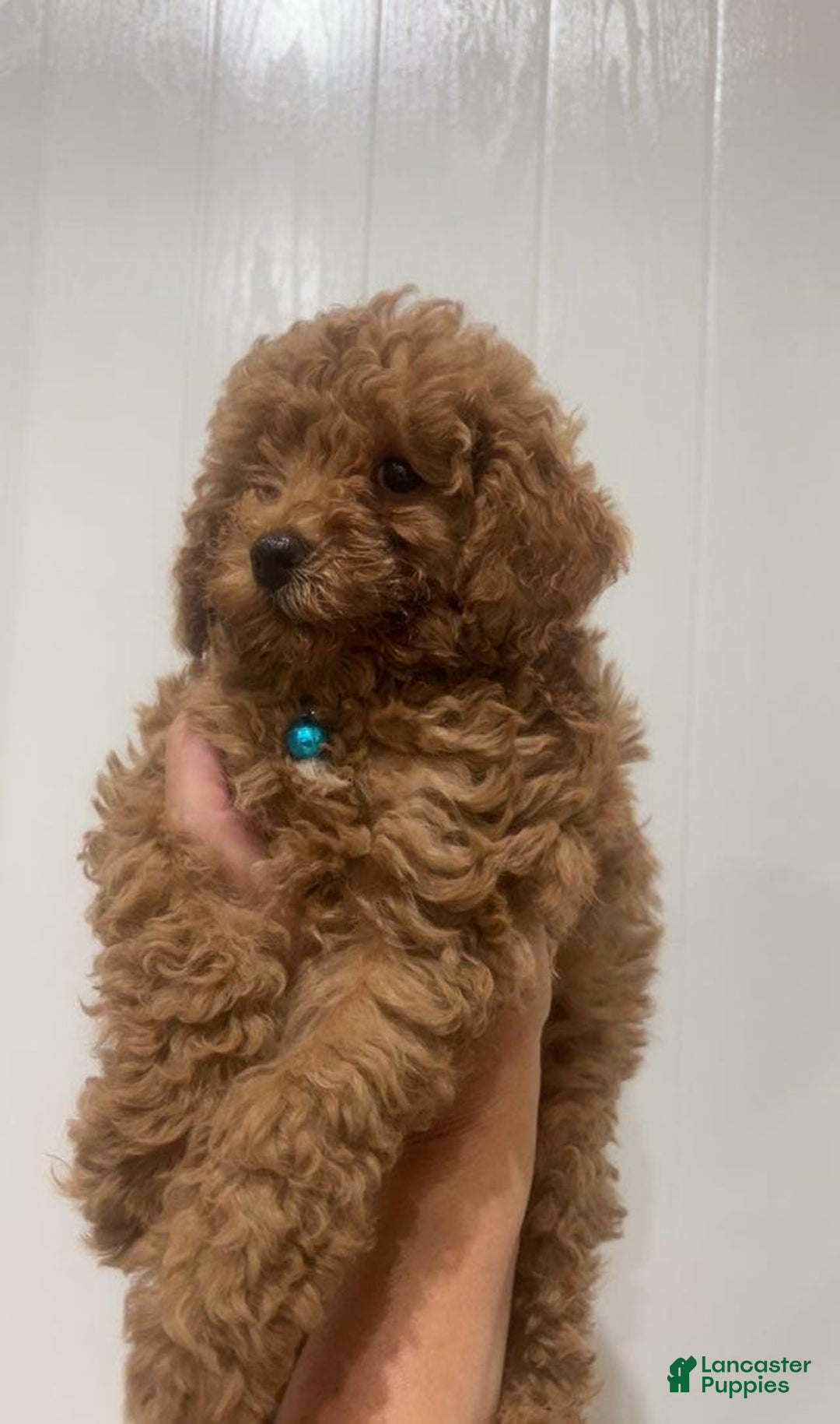 Toy Poodle dogs for sale: Mr Blue - Image 1