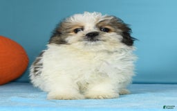 Bichon Frise dogs for sale: Malibu - Image 8