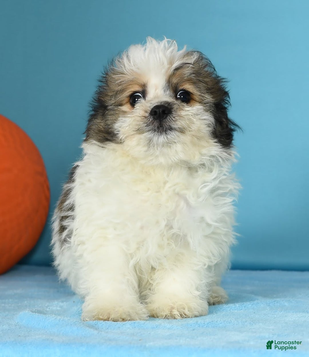 Bichon Frise dogs for sale: Malibu - Image 8