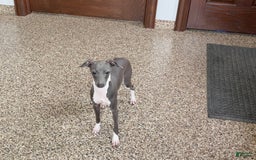 Italian Greyhound dogs for sale: Rocky - Image 7