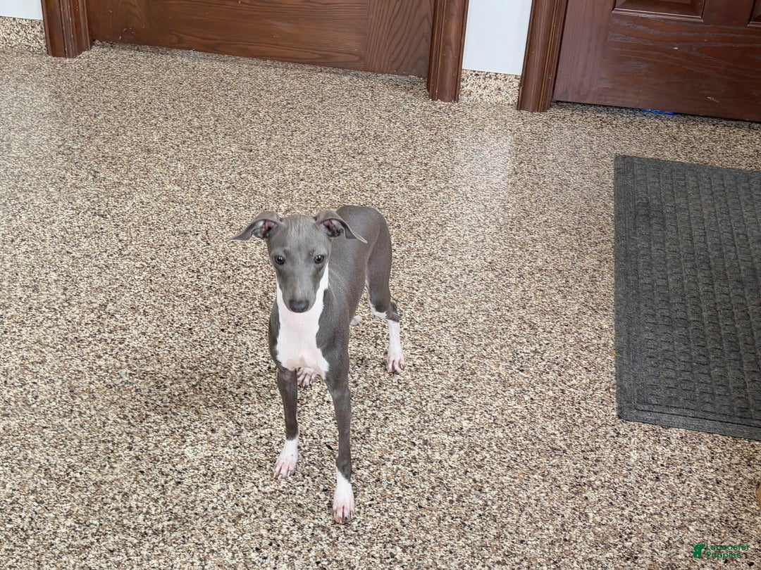 Italian Greyhound dogs for sale: Rocky - Image 7