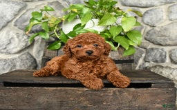 Cockapoo dogs for sale: Whisper - Image 5