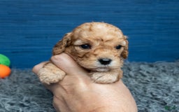 Cavapoo dogs for sale: Luke - Image 15