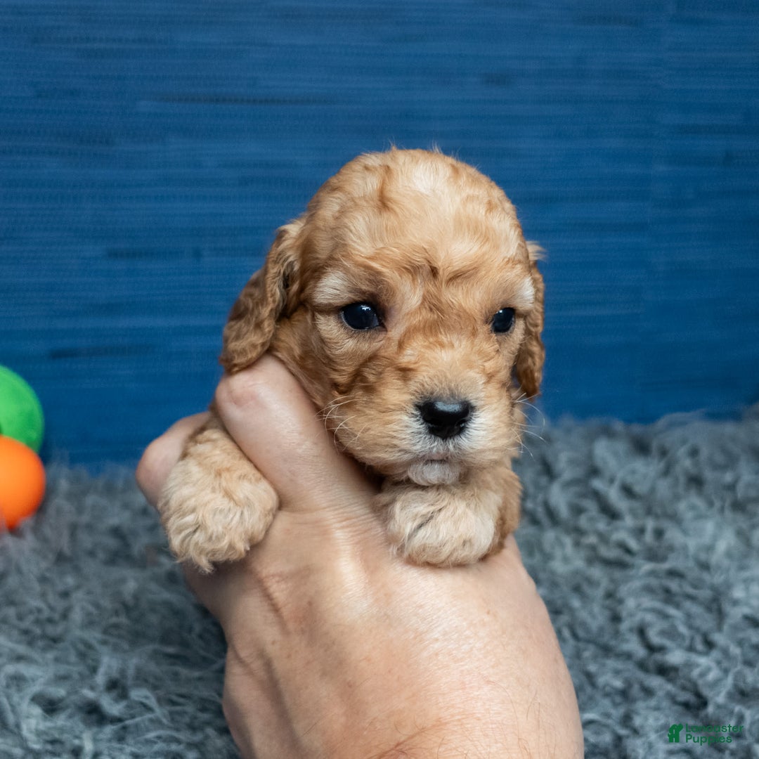Cavapoo dogs for sale: Luke - Image 15