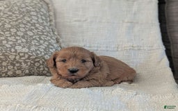 Mini Goldendoodle dogs for sale: F1b Leo - Image 8