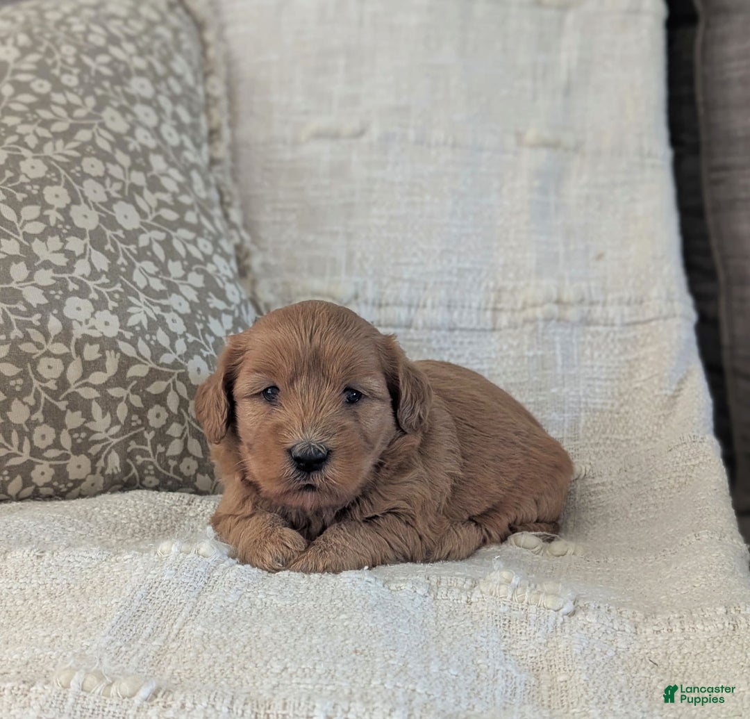 Mini Goldendoodle dogs for sale: F1b Leo - Image 8