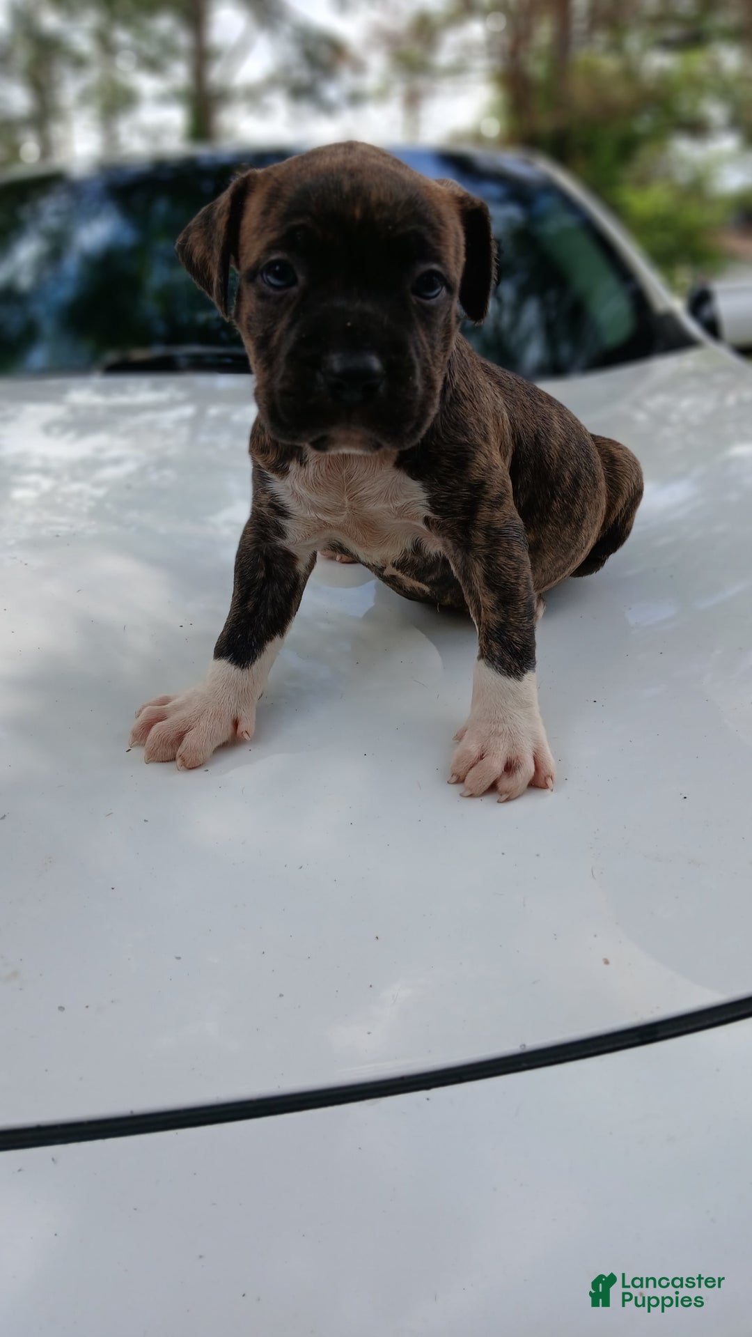 American Pit Bull Terrier dogs for sale: Guage - Image 6