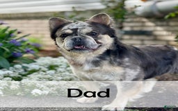 Frenchton dogs for sale: Scarlett - Image 11