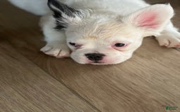 French Bulldog dogs for sale: French Bulldog 4 puppies - Image 10