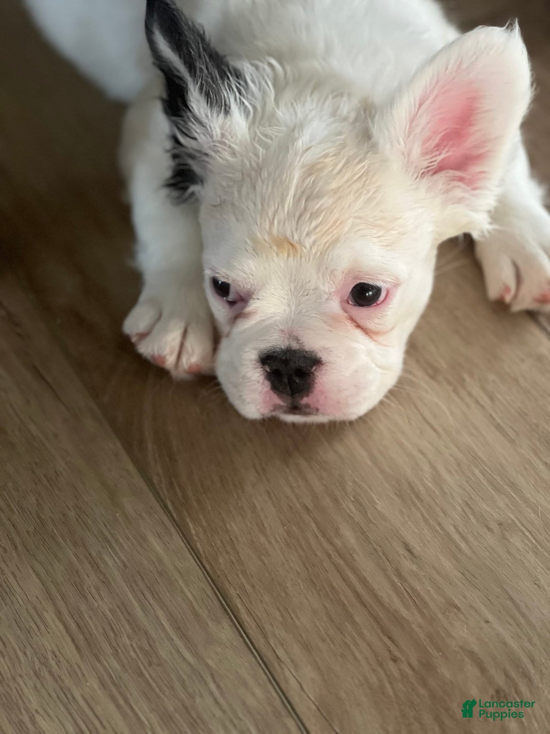 French Bulldog dogs for sale: French Bulldog 4 puppies - Image 10