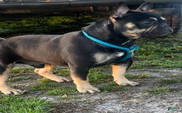 French Bulldog dogs for sale: Black Adam - Image 4