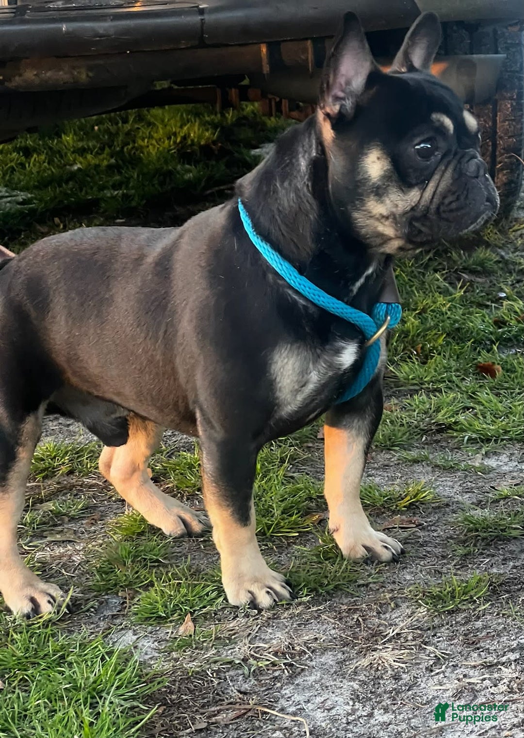 French Bulldog dogs for sale: Black Adam - Image 4