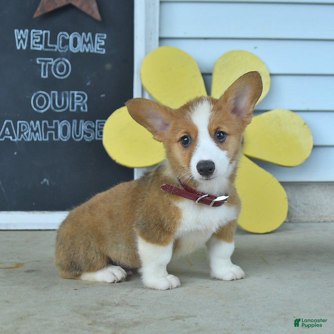 Welsh Corgi Pembroke dogs for sale: Miles - Image 1