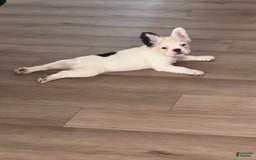 French Bulldog dogs for sale: French Bulldog 4 puppies - Image 11