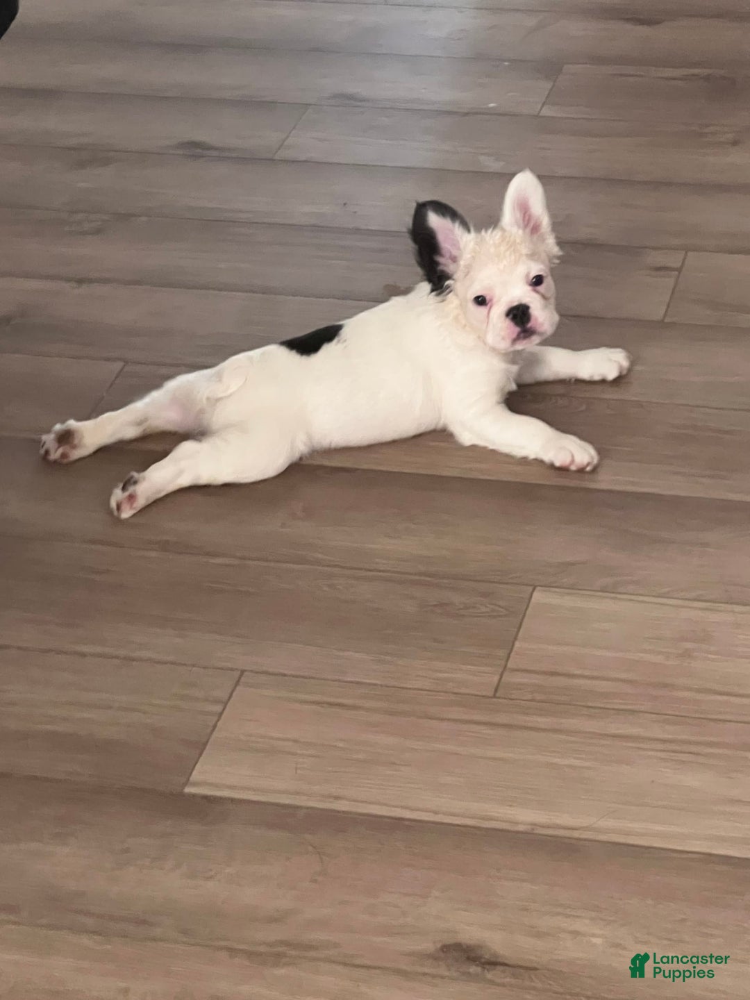 French Bulldog dogs for sale: French Bulldog 4 puppies - Image 11