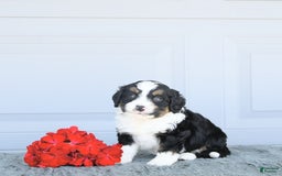 Miniature Bernese Mountain Dog dogs for sale: Ted - Image 7