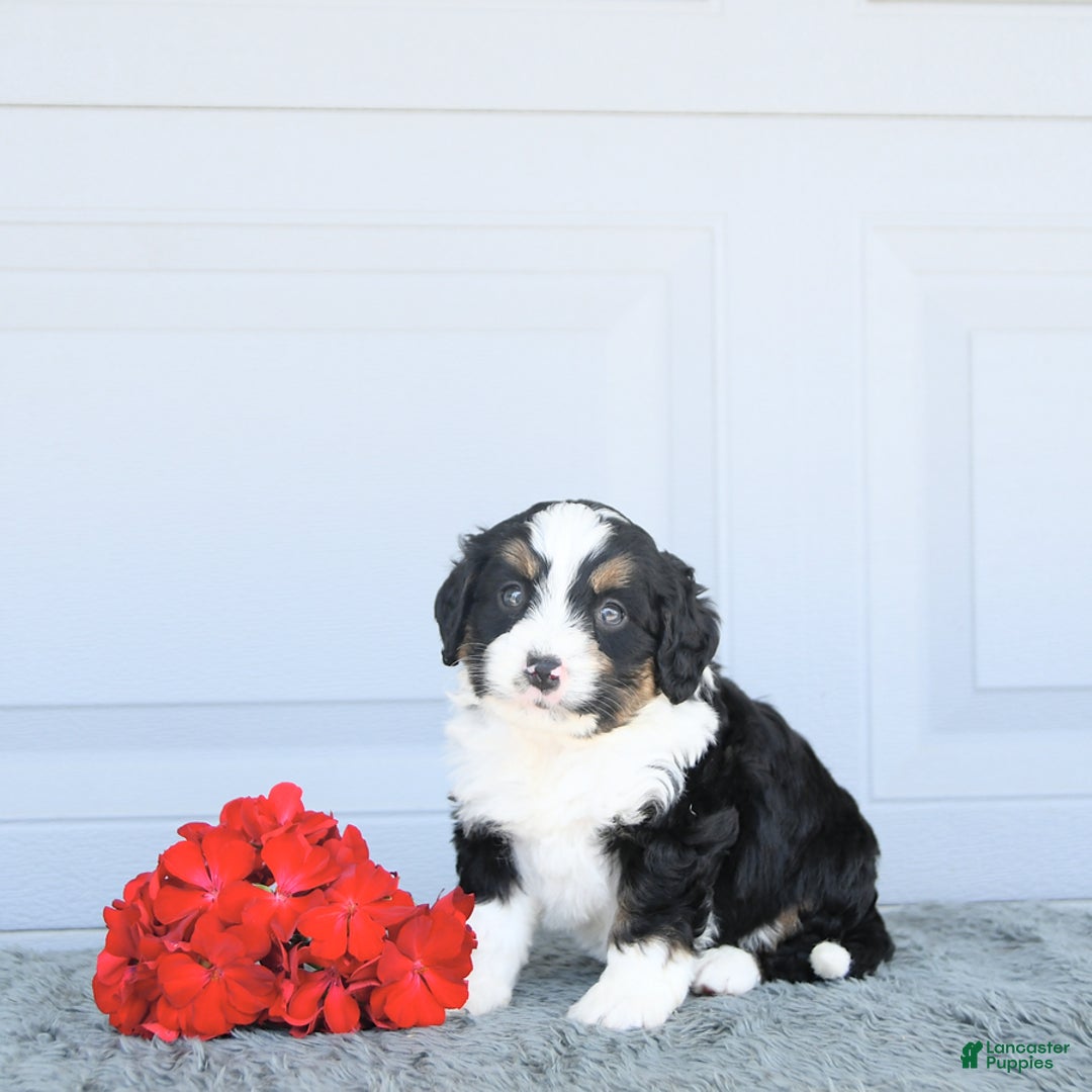 Miniature Bernese Mountain Dog dogs for sale: Ted - Image 7