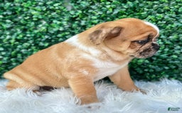 Beabull dogs for sale: Nala - Image 1