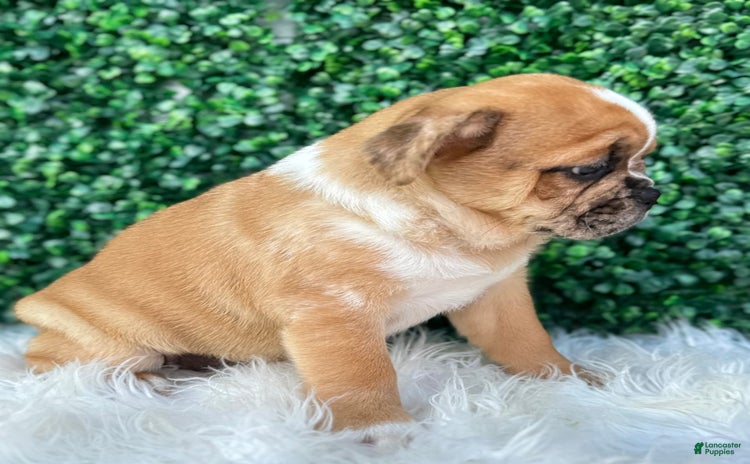 Beabull dogs for sale - Ad 5