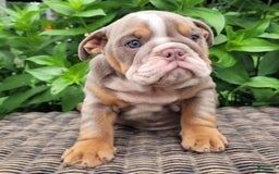 English Bulldog dogs for sale: Lexie - Image 11