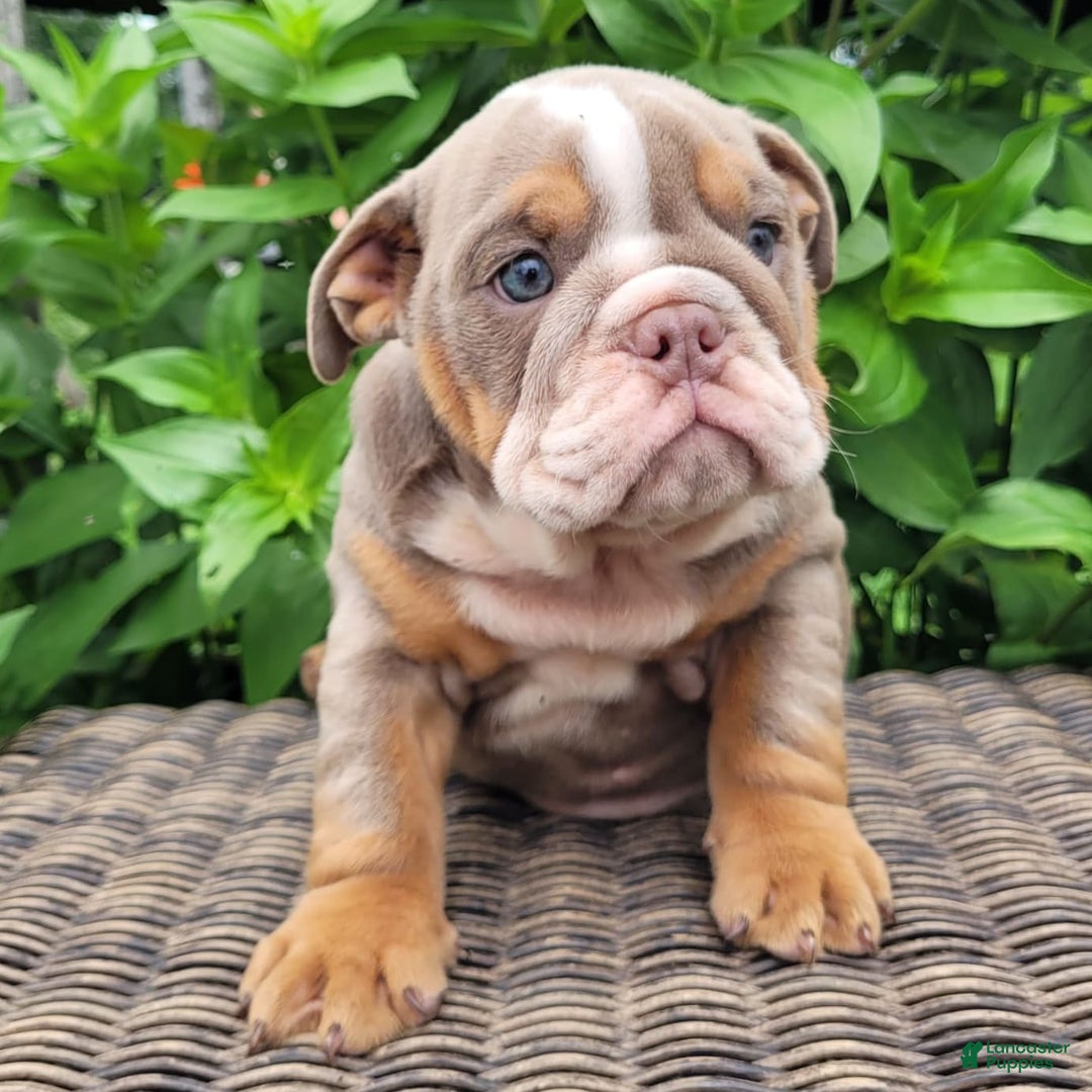 English Bulldog dogs for sale: Lexie - Image 11