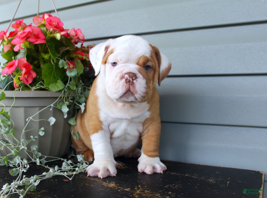 English Bulldog dogs for sale: Rippley - Image 1