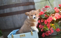 Welsh Corgi Pembroke dogs for sale: Anna - Image 1