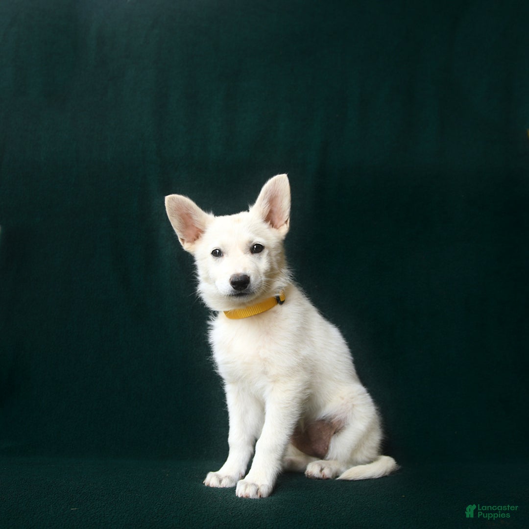 American Eskimo dogs for sale: Tansy - Image 3