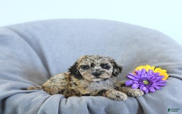 Mini Goldendoodle dogs for sale: Liam Rare Color - Image 2