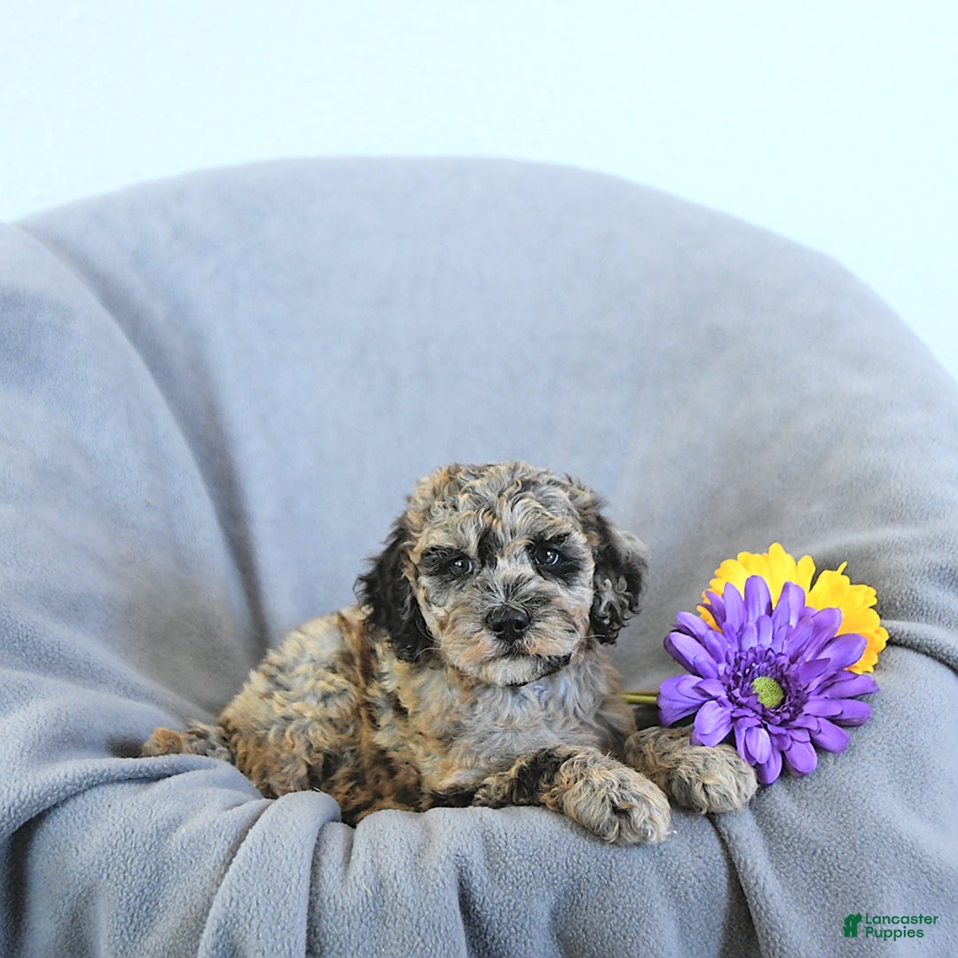 Mini Goldendoodle dogs for sale: Liam Rare Color - Image 2