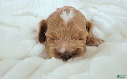 Cockapoo dogs for sale: Otis - Image 10