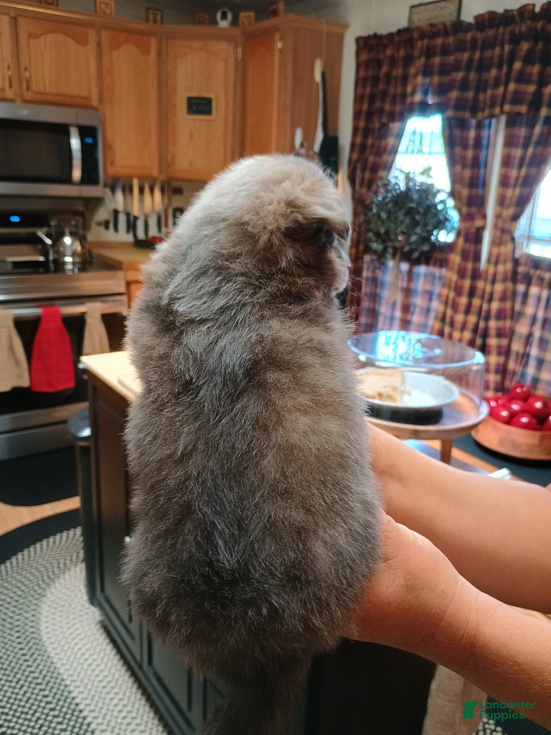 Chihuahua dogs for sale: Nacho Silver Blue - Image 8