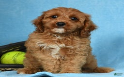 Cavapoo dogs for sale: Irresistable - Image 4