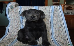 Labrador Retriever dogs for sale: Ken - Image 2