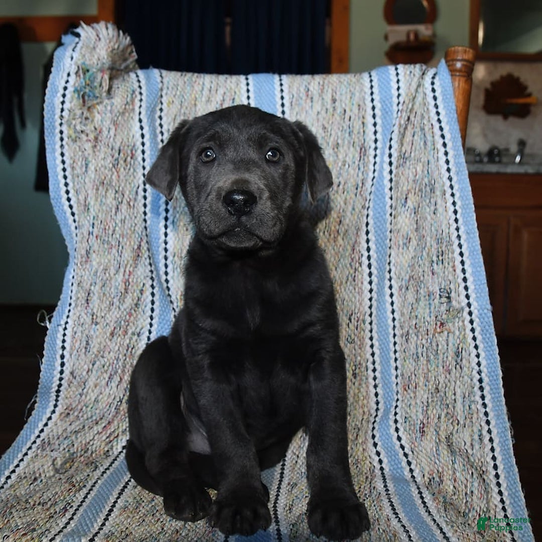 Labrador Retriever dogs for sale: Ken - Image 2